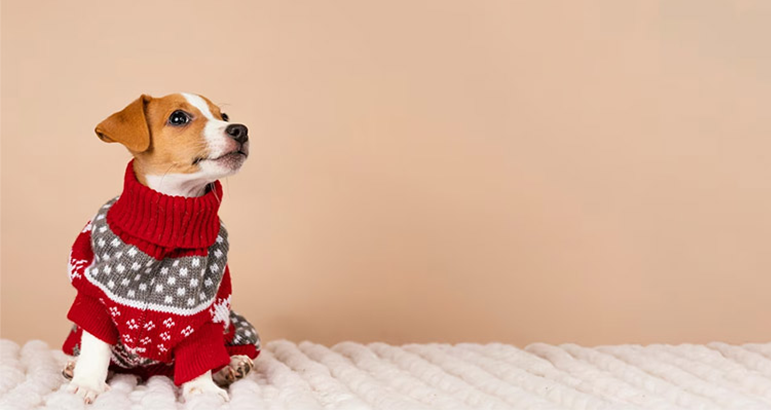 Regard Dog Club